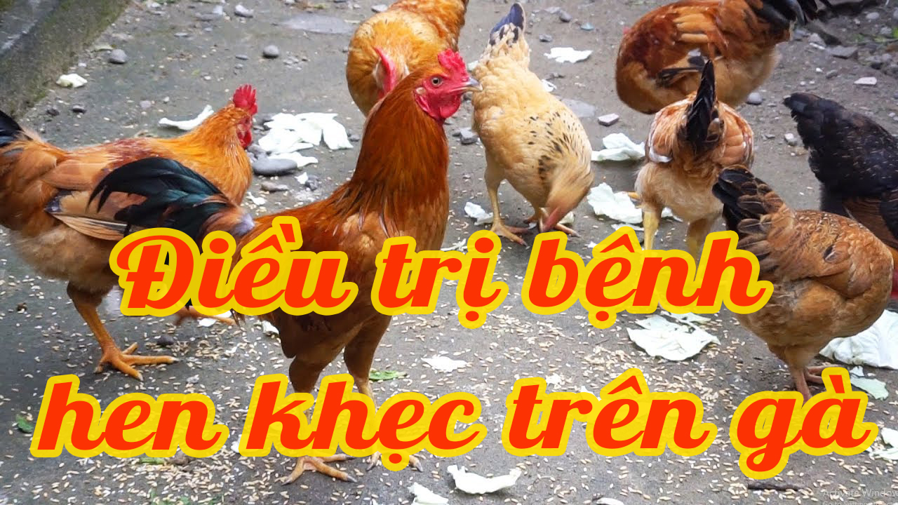 Nguyên nhân và cách chữa trị bệnh hen khẹc ở gà