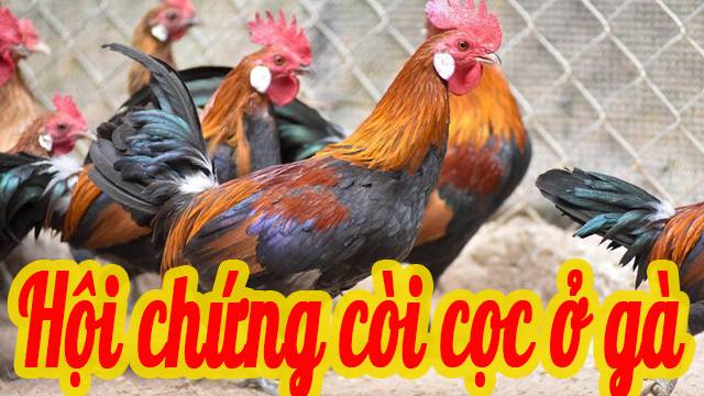 Hội chứng còi cọc ở gà
