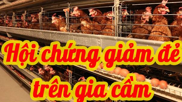 Hội chứng giảm đẻ trên gia cầm 