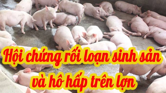 Hội chứng rối loạn sinh sản và hô hấp trên lợn
