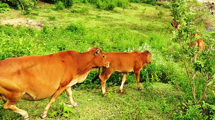 Một Số Bệnh Thường Gặp Trên Trâu Bò