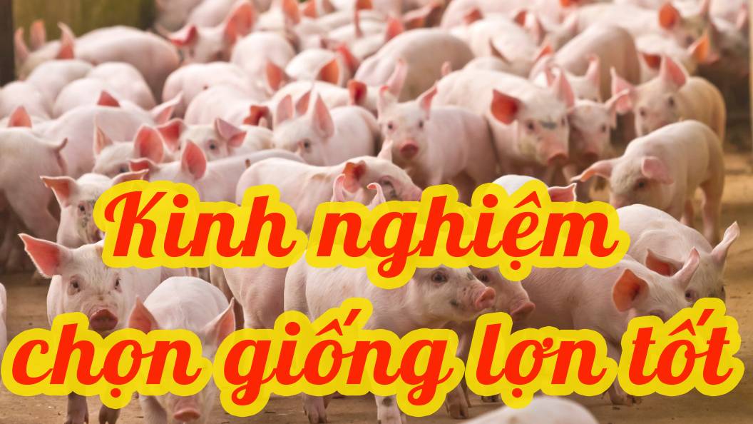 KINH NGHIỆM CHỌN GIỐNG LỢN TỐT