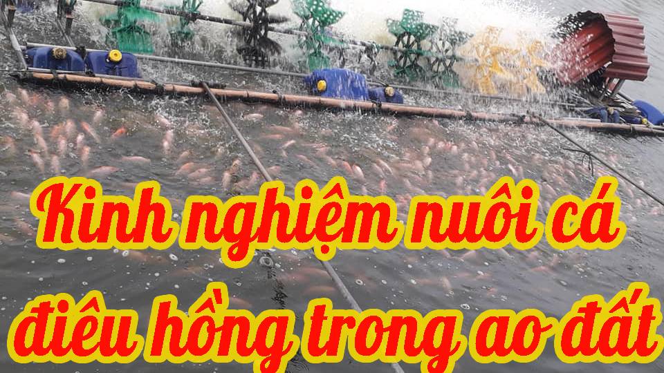 Kinh nghiệm nuôi cá điêu hồng trong ao đất