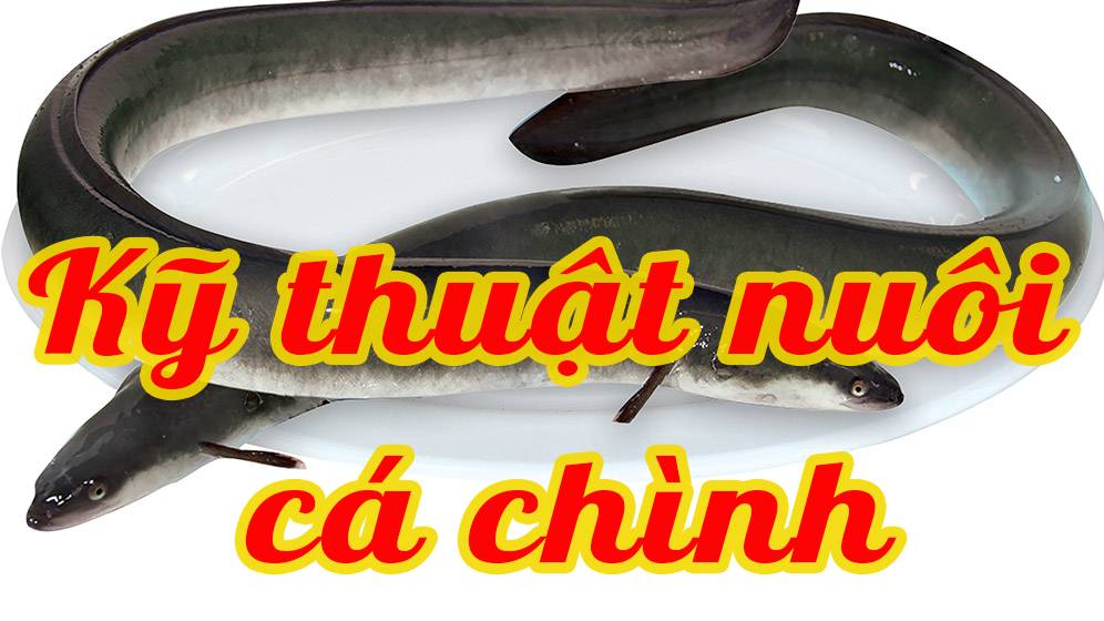 Kỹ thuật nuôi cá chình