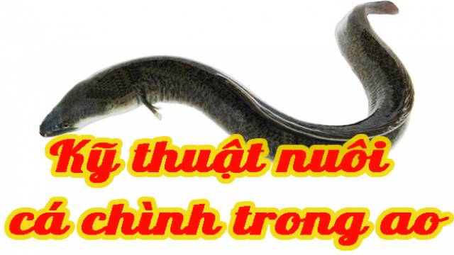 Kỹ thuật nuôi cá chình trong ao 