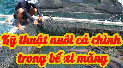 Kỹ thuật nuôi cá chình trong bể xi măng