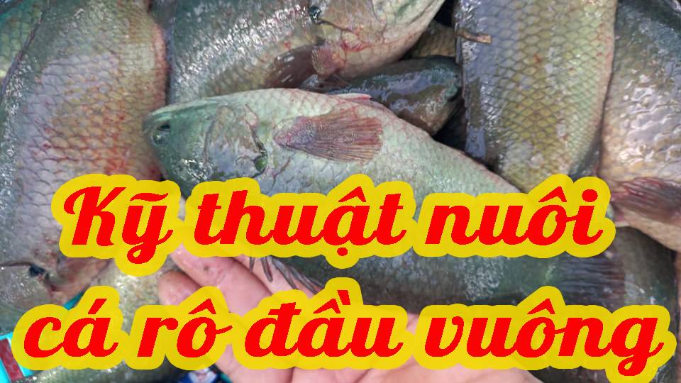 Kỹ thuật nuôi cá rô đầu vuông 
