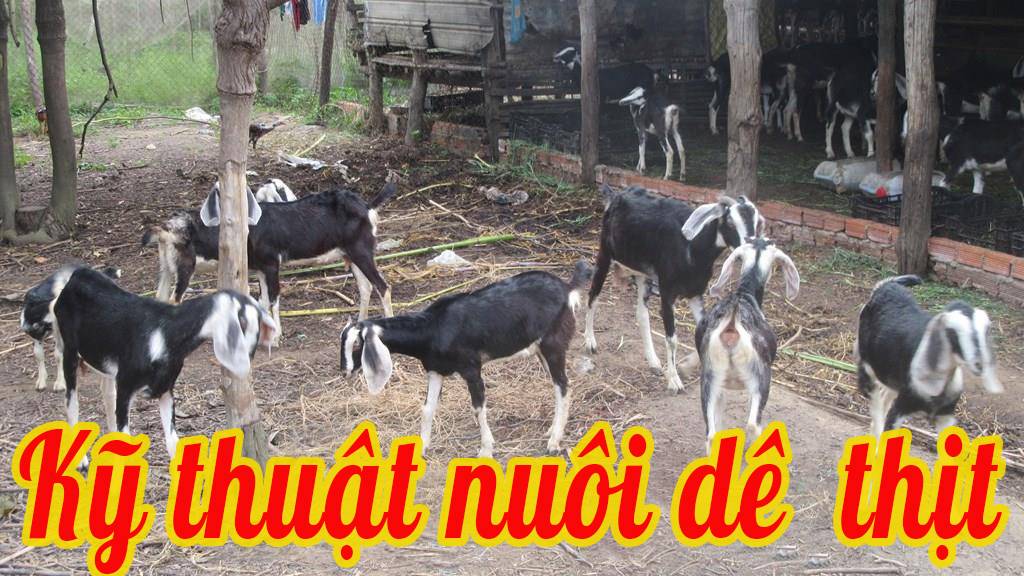 Kỹ thuật nuôi dê thịt