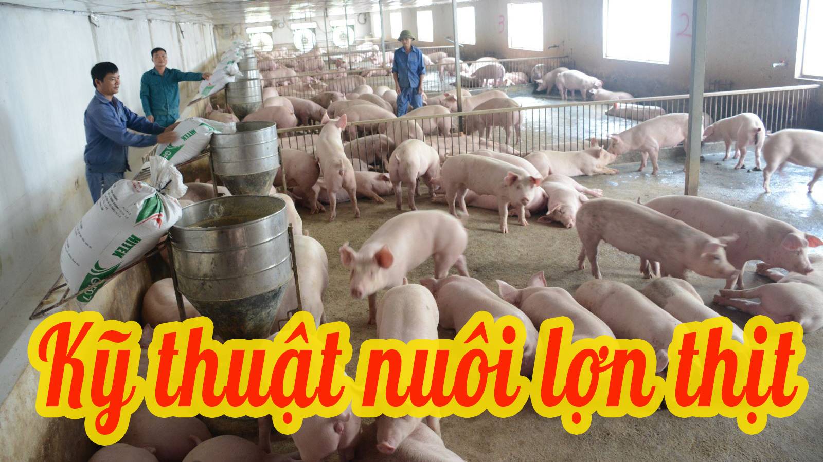 Kỹ thuật nuôi lợn thịt