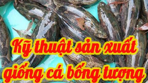 Kỹ thuật sản xuất giống cá bống tượng 