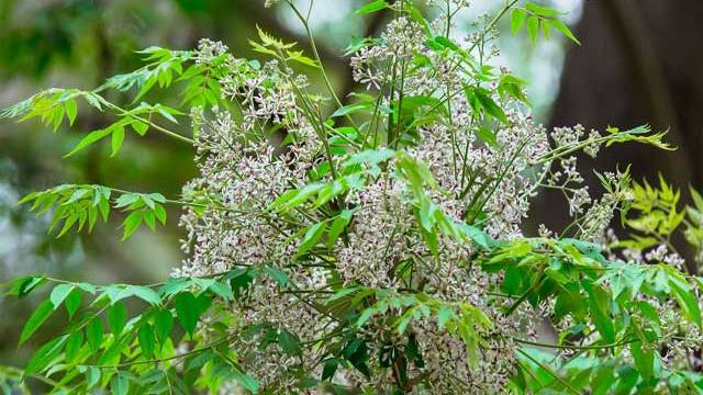 Một số cây thuốc thường dùng trong thủy sản