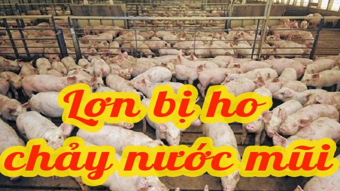 Chữa bệnh lợn bị ho , chảy nước mũi
