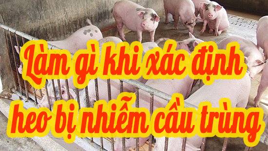 Làm gì khi xác định heo đã nhiễm cầu trùng?