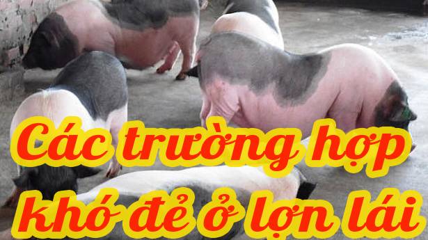 Các trường hợp khó đẻ ở lợn nái