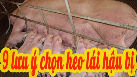 9 điều lưu ý khi lựa chọn heo nái hậu bị
