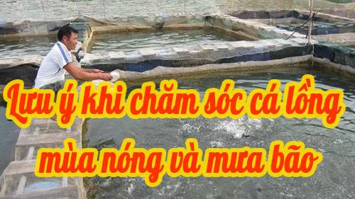 Những lưu ý khi chăm sóc cá lồng mùa nắng nóng và mưa bão