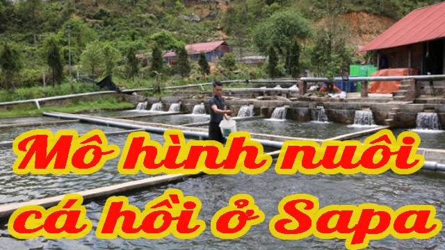 Mô hình nuôi cá hồi ở Sapa