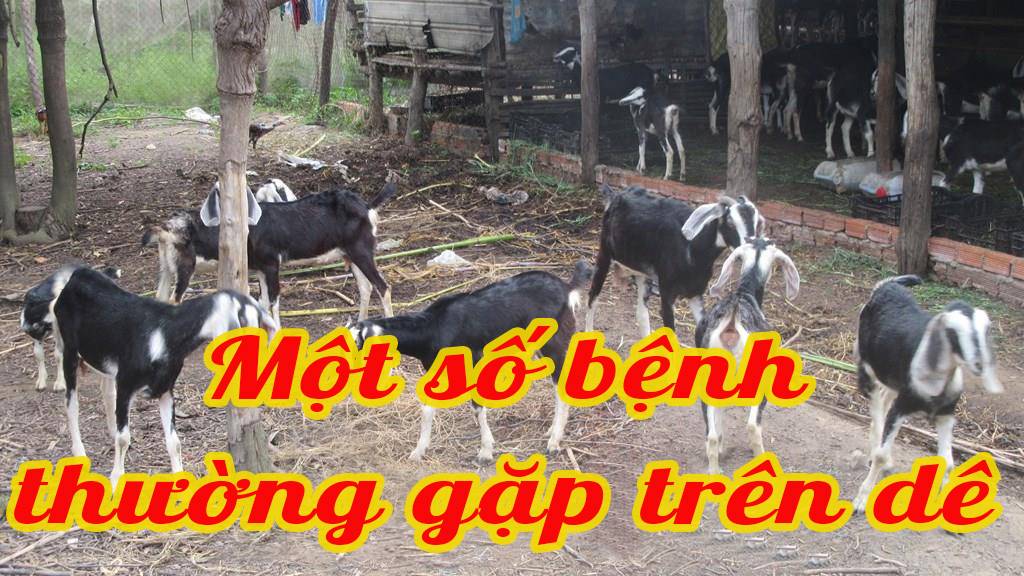 Phòng và điều trị một số bệnh thường gặp trên dê