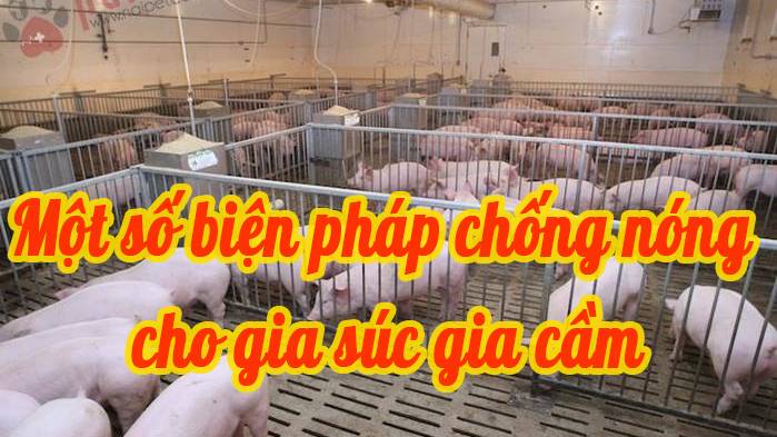 MỘT SỐ BIỆN PHÁP CHỐNG NÓNG CHO GIA SÚC, GIA CẦM