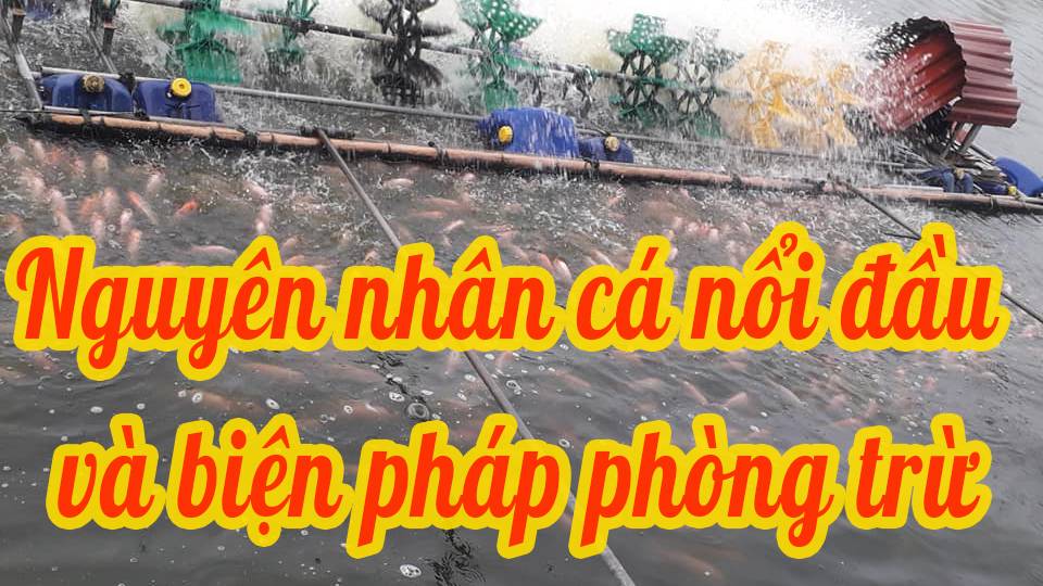 Nguyên nhân cá nổi đầu và biện pháp phòng trừ