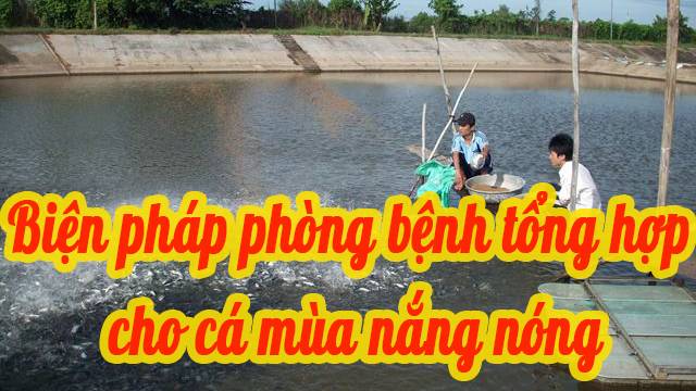 Một số biện pháp phòng bệnh tổng hợp cho thủy sản trong mùa nắng nóng