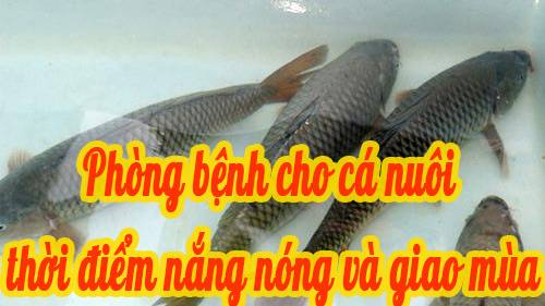 Phòng bệnh cho cá nuôi mùa nắng nóng và thời điểm giao mùa