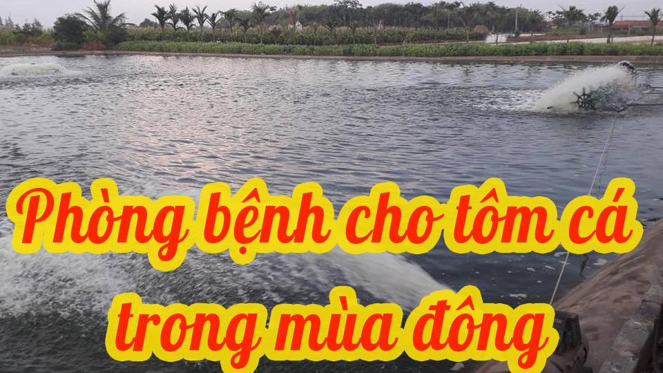 Phòng và trị một số bệnh cho cá nuôi trong mùa đông