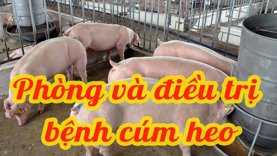 Phòng và trị bệnh cúm heo