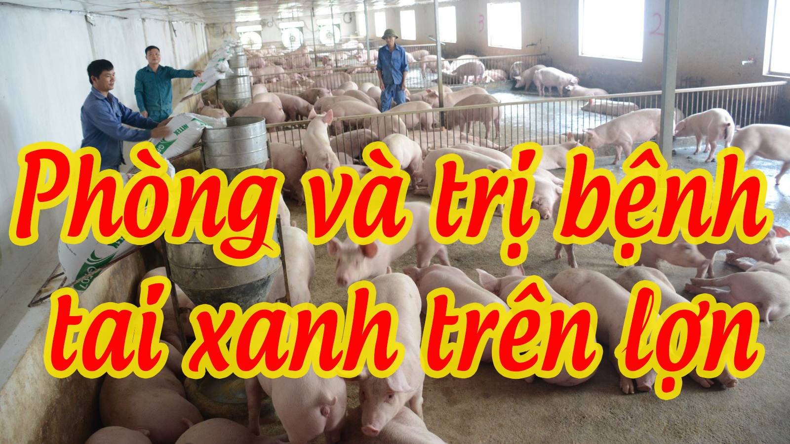 Phòng trị bệnh tai xanh (PRRS)