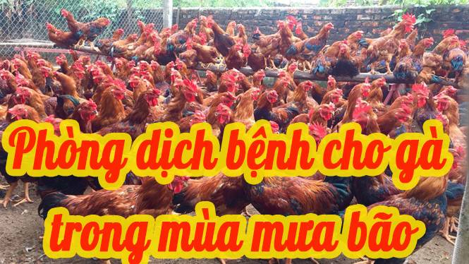 Phòng dịch bệnh cho gà mùa mưa bão