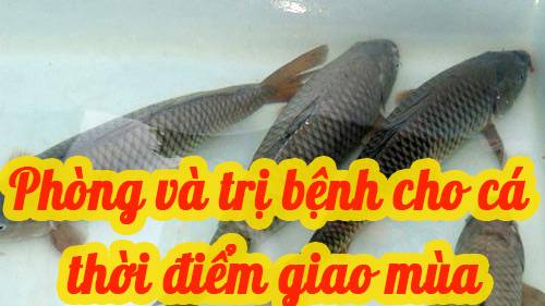 Phòng và trị bệnh cho cá lúc giao mùa