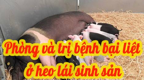 Phòng và trị bệnh bại liệt ở heo nái sinh sản