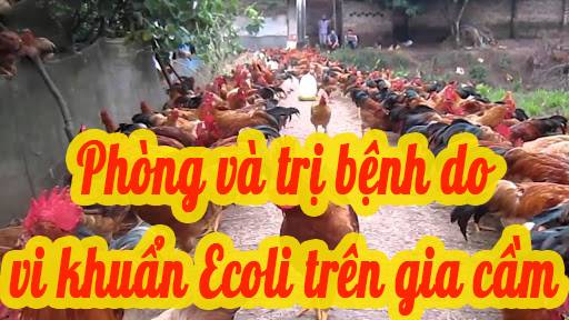 Phòng và trị bệnh do vi khuẩn E.coli trên gia cầm