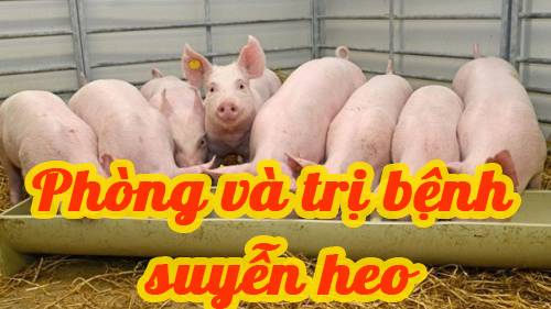 Phòng và trị bệnh suyễn heo