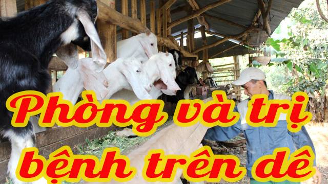 Phòng và trị bệnh trên dê