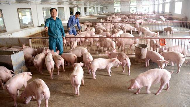 Chuẩn bị đi vào hoạt động 1000 thịt .