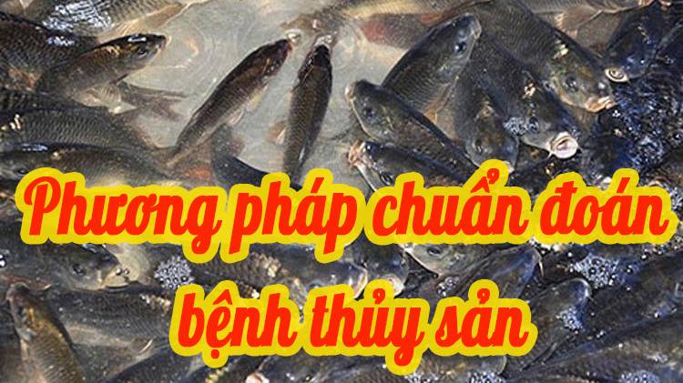 Phương pháp chẩn đoán bệnh thủy sản 