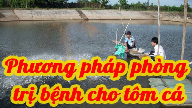 Phương pháp phòng trị bệnh cho tôm cá
