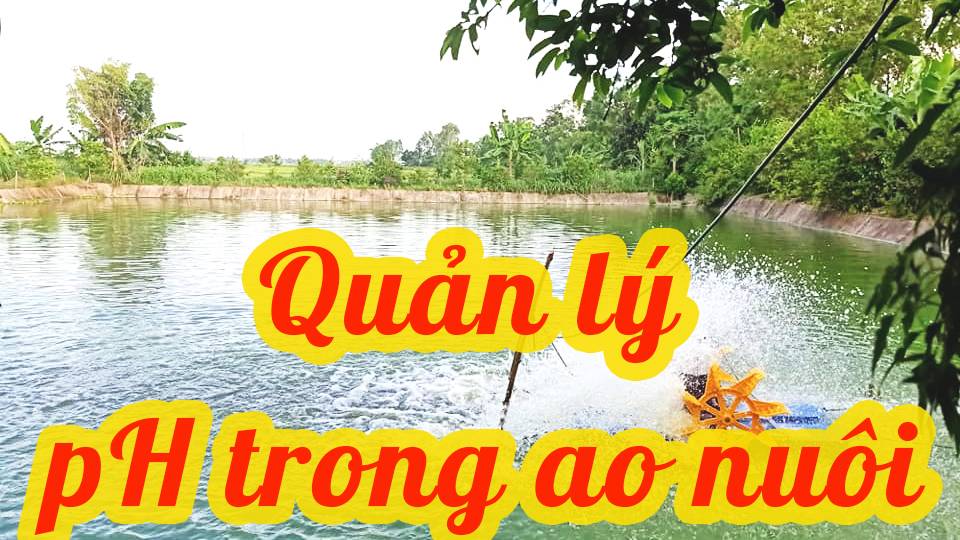 Quản lý pH trong ao nuôi