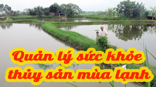 Quản lý sức khỏe thủy sản mùa lạnh