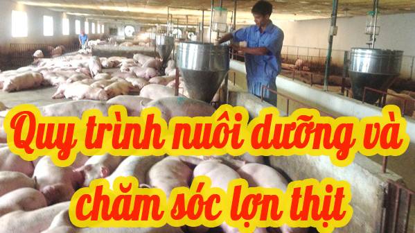 Quy trình nuôi dưỡng và chăm sóc lợn thịt