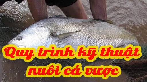 Quy trình kỹ thuật nuôi cá vược