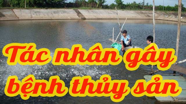 Tác nhân gây bệnh (Mầm bệnh) thủy sản Virus, Vi khuẩn, Nấm, Ký sinh trùng và những sinh vật hại khác