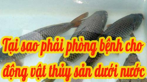 Tại sao phải phòng bệnh cho động vật thuỷ sản dưới nước
