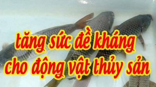 Tăng cường sức đề kháng bệnh cho động vật thuỷ sản dưới nước