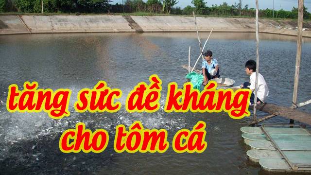 Tăng cường sức đề kháng bệnh cho động vật thuỷ sản