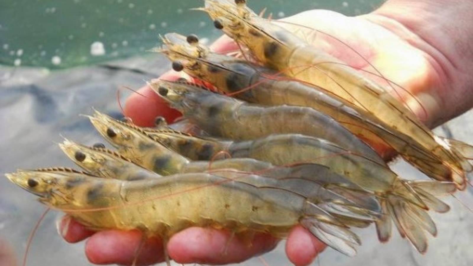 Sản Phẩm  Thủy Sản