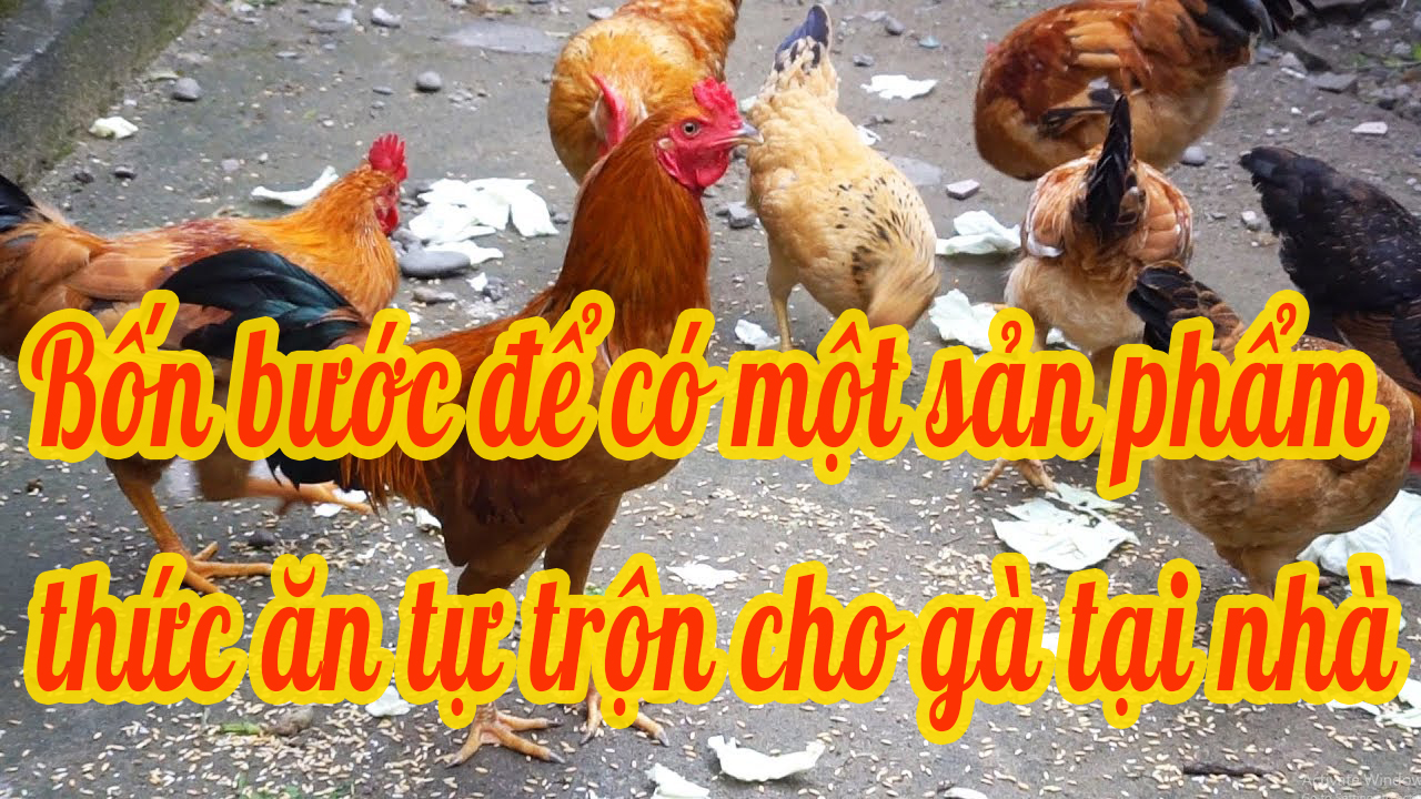 4 bước để có một sản phẩm thức ăn tự trộn cho gà đẻ tại nhà