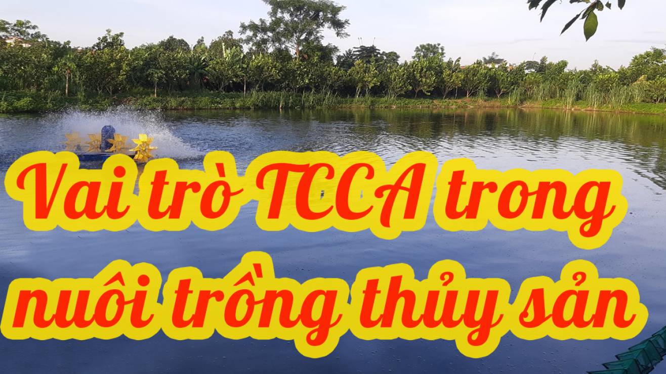TCCA LÀ GÌ , VAI TRÒ TCCA TRONG NUÔI TRỒNG THỦY SẢN 
