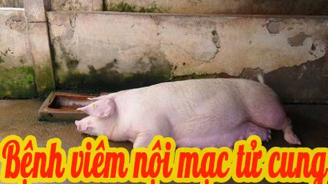 Bệnh viêm nội mạc tử cung